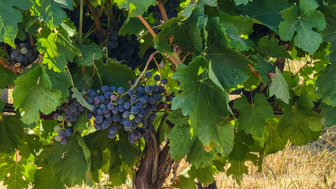 Merlot in veraison at the Seven Hills Vineyard
