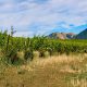 Digging into Biodynamics and a tasting