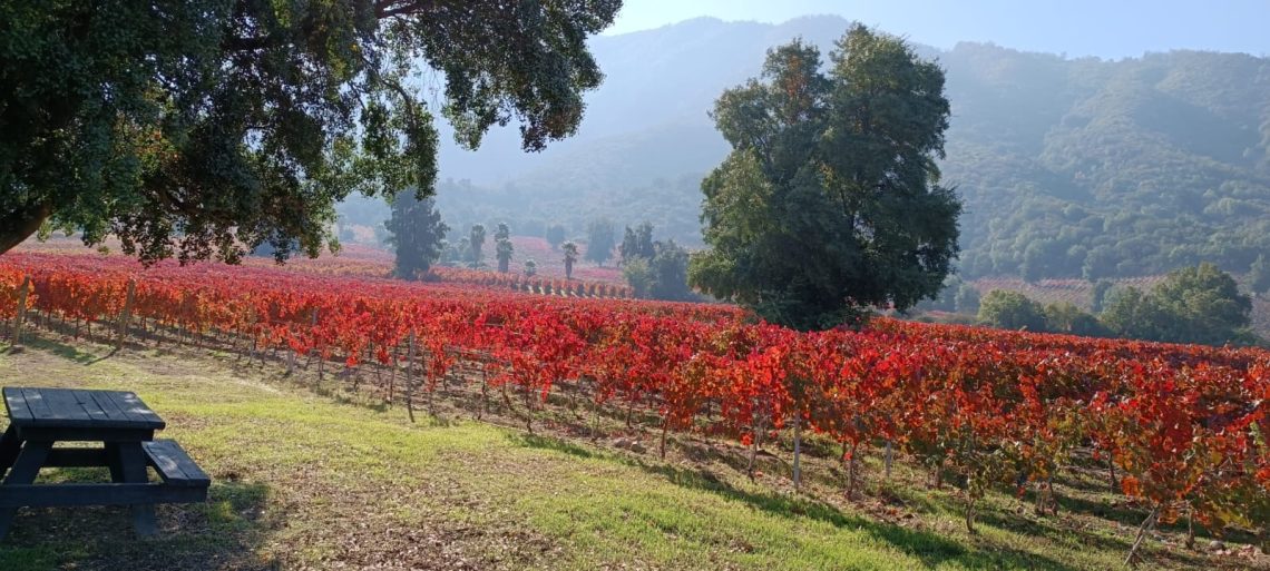 Fall vineyard at Montes in Apalta Chile (photo courtesy of Wines of Chile and Kate Corcoran of CPalate)