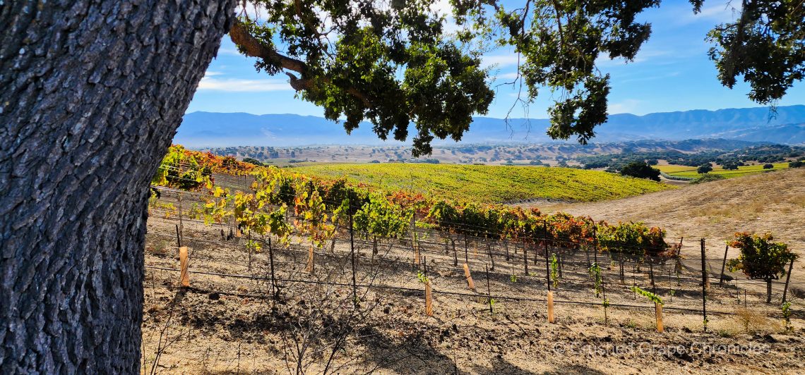 View of the Block 6 Syrah and beyond at Beckmen's Purisima Mountain Vineyard in the Ballard Canyon AVA of Santa Barbara, California