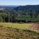 Beckham Estate Vineyard – The story