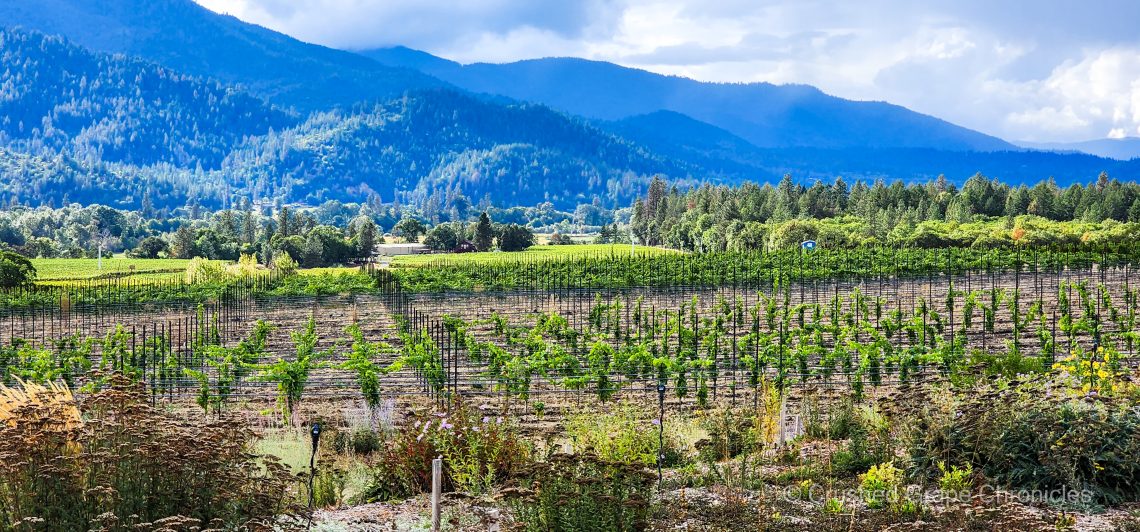 Dappled sunlight on Troon Vineyard in the Applegate Valley AVA of Southern Oregon