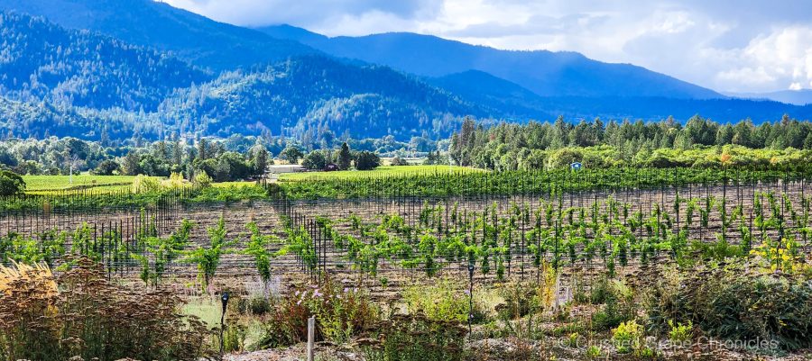 Dappled sunlight on Troon Vineyard in the Applegate Valley AVA of Southern Oregon