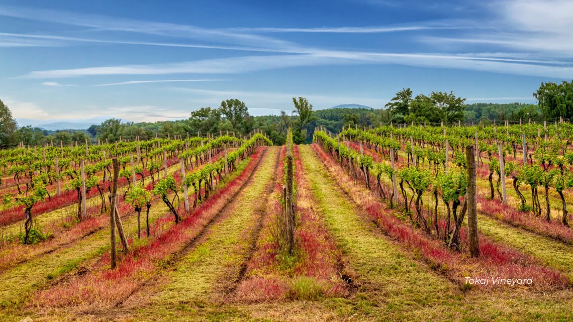 Tokaj Vineyard with Furmint Via Adobe By dmpalino