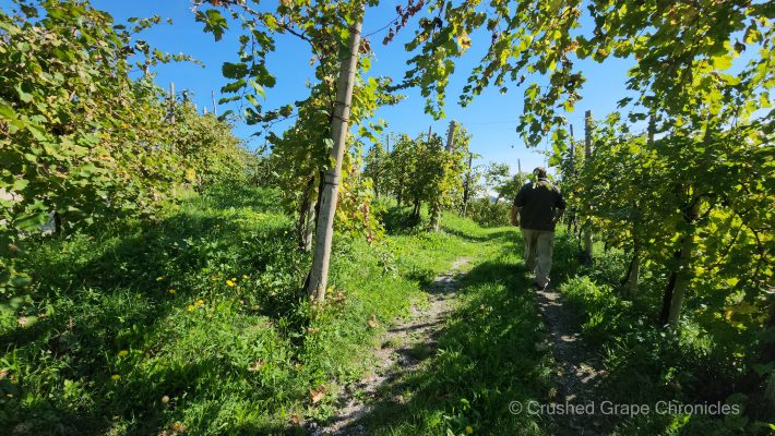 Eros Zanon in his vineyard in Northern Valdobbiadene