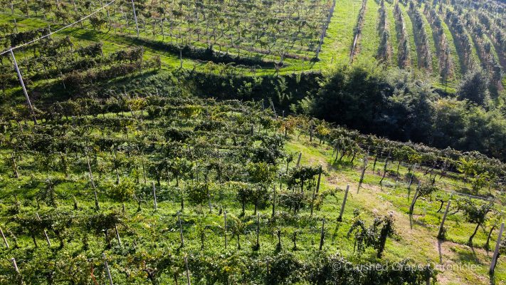 The vineyards of Col del Balt Valdobbiadene Italy