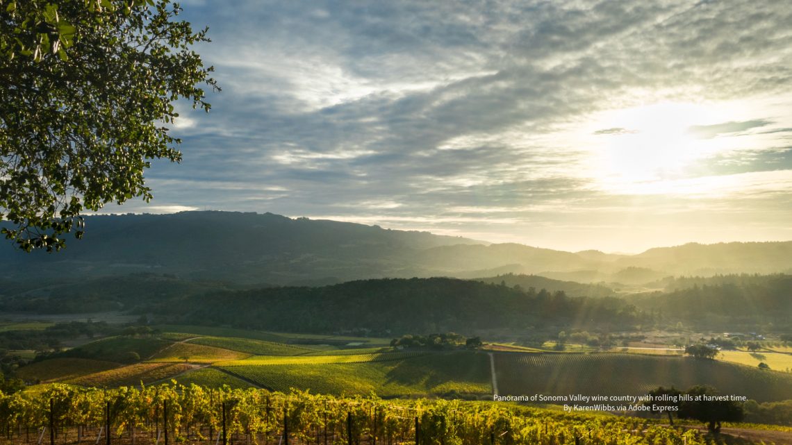 Panorama of Sonoma Valley wine country with rolling hills at harvest time. By KarenWibbs via Adobe Express