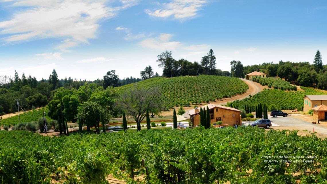 Sierra Nevada Foothills Vineyard By Jeffrey Banke via Adobe Express