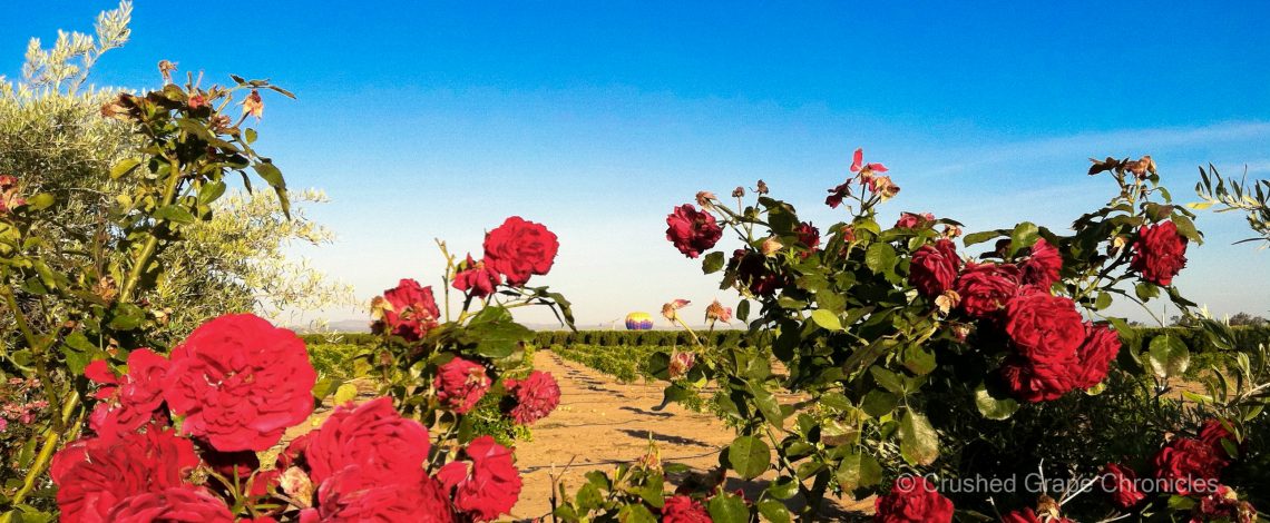 Southern California vineyards and balloons in the Temecula Valley