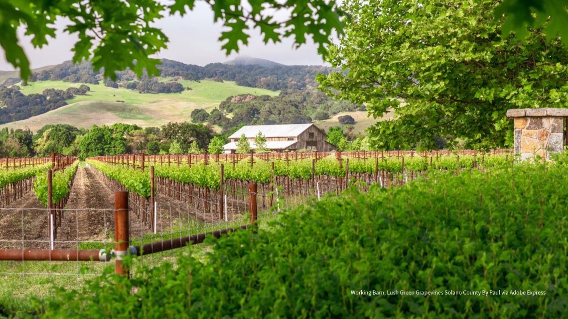 Solano County Lush Green Grapevines By Paul via Adobe Express