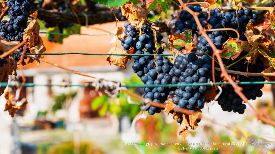 Black Vranac grapes growing from vines at a residential home near Skadar Lake,Montenegro. By Neil via Adobe Express