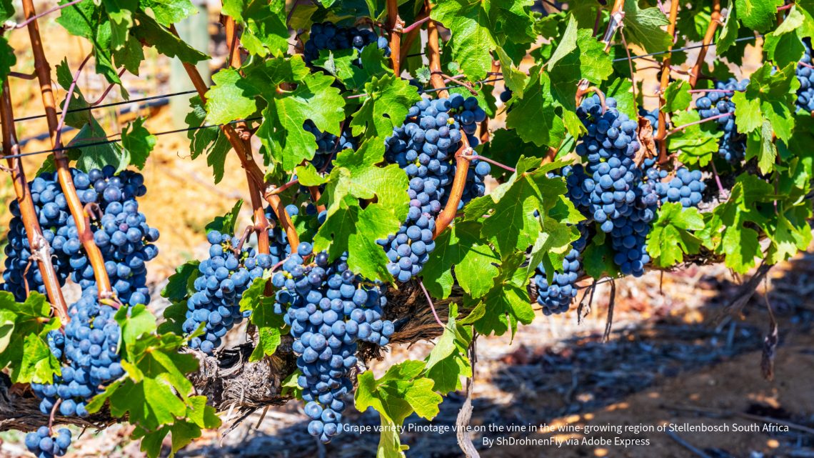 Pinotage on the vine in Stellenbosch South Africa By ShDrohnenFly via Adobe Express Pinotage Day Wine Holidays