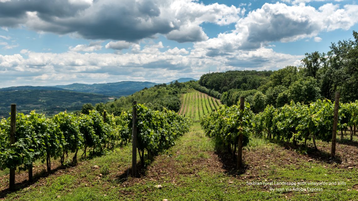 Serbian rural Landscape with vineyards and hills By Ivan via Adobe Express Prokupac Day Wine Holidays